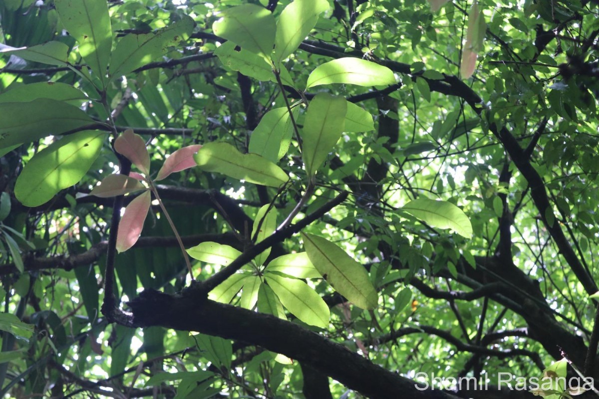 Semecarpus nigroviridis Thwaites